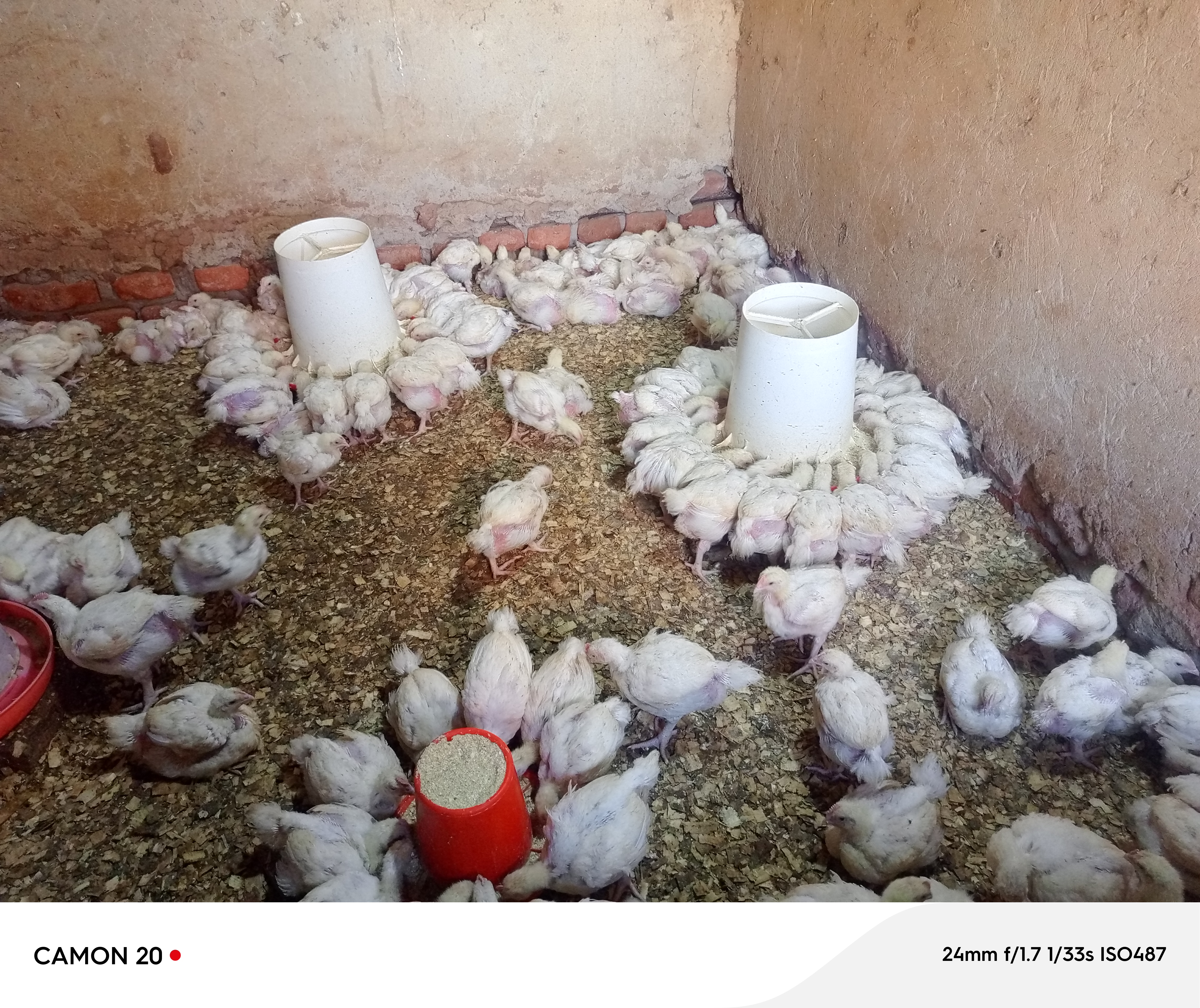 poultry
